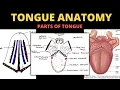 Download Lagu Tongue Anatomy | Parts of Tongue | Head \u0026 Neck
