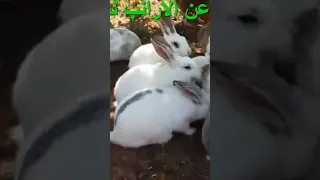طريقه تغذية الارانب 