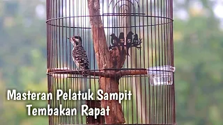 Download Masteran Pelatuk Sampit Gacor MP3