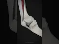 Download Lagu Movement of the patella and function of tibial collateral ligament