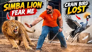 Simba ko dara raha tha us nay mujhay dara dia😱koonj bird chori ho gaya😰(mian saqib)