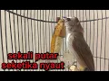 Download Lagu trucukan gacor TARUNG ROPEL PANJANG pancingan trucukan agar bunyi jadikan burung trucuk gacor EMOSI
