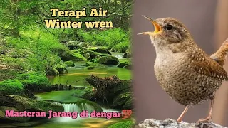 masteran terapi air burung winter wren