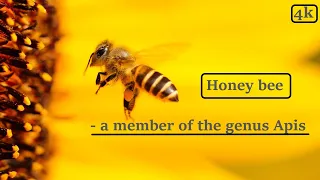 Honey bee - a member of the genus Apis