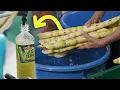 Lagu 40,000 Botol Air Tebu Sebulan dihasilkan dari Ladang 40 Ekar! | Jejak Agro Bersama RISDA