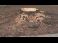 UPDATE Bicentennial Tree in Evansville that was cut down by mistake to be replaced