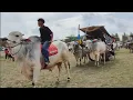 Download Lagu The Ox Cart Festival Parade Around Jogja Villages Was Very Lively
