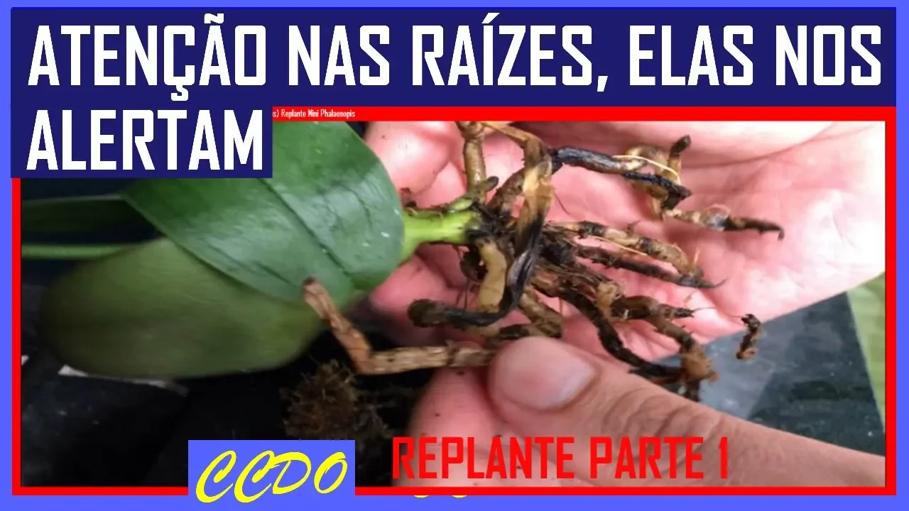 5 SINAIS E ALERTAS DAS RAÍZES DAS ORQUÍDEAS (RAÍZES SECAS, PODRES, MORTAS) REPLANTE MINI PHALAENOPIS