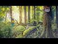 Download Lagu RELAKSASI 🎶KICAU BURUNG MERDU DI IRINGI PIANO