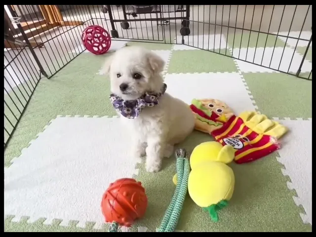動画