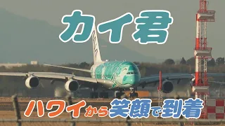 4K 成田空港 ひこうきの丘 全日空 超巨大旅客機 フライング ホヌ カイ君 ハワイから到着 霞ヶ浦上空から撮影 