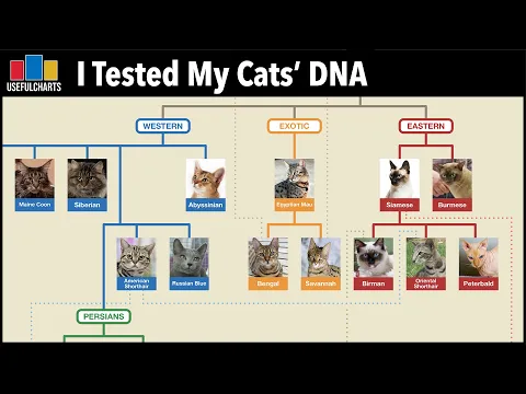 Download MP3 I Tested My Cats' DNA using BasePaws | Family Tree of Cat Breeds