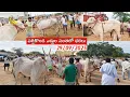 Download Lagu పత్తికొండ సోమవారం ఎద్దుల సంతలో ధరలు//Pattikonda Monday Bull's Market-Oxe Oxen Oxe's price pattikonda