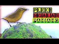Download Lagu PLECI GACOR ngalas panjang cocok di jadikan PANCINGAN PLECI agar cepat buka paruh.