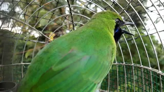 denak hijau kecil porong p arm2020