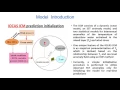 Testing a 4DVar Data Assimilation Method for ENSO Analysis and Prediction