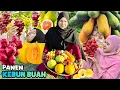 Download Lagu Panen dikebun buah-buahan | Buah siram madu