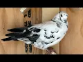 AARC Ronnie Ross pigeon Black Beard