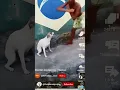 Download Lagu BRAZIL DOG DANCE 🤣