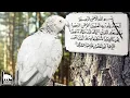 Download Lagu KUASA TUHAN! Orang² Tercengang Saat Mendengar Burung ini Mengaji