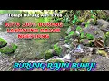 BURUNG RAJIN BUNYI, Terapi burung anti stres, Semua burung cepat buka paruh, Suara hutan, alam bebas