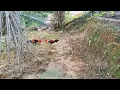 Download Lagu PIKAT AYAM HUTAN JANTAN 29:AKSI LAGA PIKAT TAPAU MINIT LAGI//WALAU PUN PIKAT KALAH SIKIT//TETAP ON