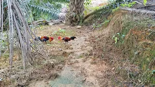 pikat ayam hutan jantan 29 aksi laga pikat tapau minit lagi walau pun pikat kalah sikit tetap on