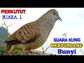 Download Lagu Pikat Perkutut Lokal SUARA BESAR Gacor Manggung Kerot Menantang Lawan 