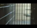 Pretrial release program offers solution to jail overcrowding