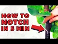 Notching your Fiddle Leaf Fig in UNDER 5 minutes to get NEW branches