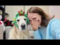 Golden Retriever Reacts to Tiny Christmas Costumes 😂  Hilarious Video!
