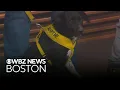 Schultz s Guest House shows off Patriots named dog litter including one named after Ann Michael