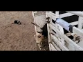 Catching bulls and loading them in the Big Bend Trailer with Satus Jet Brodey Bear and Brick