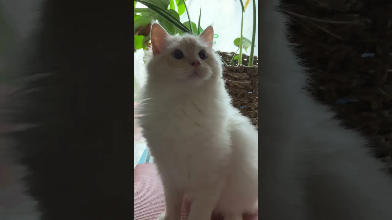 動画