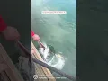 Download Lagu Tarpon Feeding In Key West, Florida | Slow Motion Dock Feeding Series #1