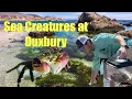 Tide Pooling Vlog Sea Creatures at Duxbury