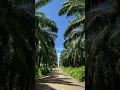 Download Lagu Pemandangan siang hari di jalan sawitan [kalimantan timur]