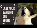 Labrador Barking Dog Sound Effect