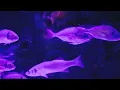Dan Gibson’s Solitudes - Midnight Blue | Sleep Deeply - Dan Gibson's Solitudes