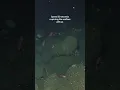 Download Lagu Using advanced robots we’re revealing the community of life that thrives beneath the ocean’s surface