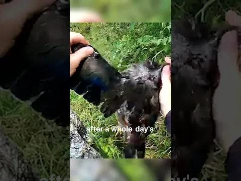 Who's eating duck!