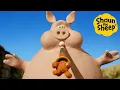 Download Lagu Shaun the Sheep 🐑 BIG PIG! - Cartoons for Kids 🐑 Full Episodes Compilation [1 hour]