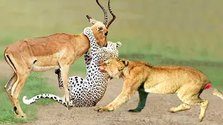 Unbelievable! King Lion Really Want To Save Impala From Leopard Hunting – Lion Steal Prey of Leopard