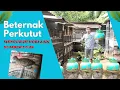 Download Lagu Beternak Perkutut Dari Hobi Jadi Ladang Bisnis Menjanjikan