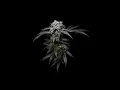 Jah Cure ft. Damian Jr. Gong Marley - Marijuana 8D (DJ Gusma-T Remix 2021). USE HEADPHONES