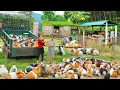 Download Lagu Rewind Timelapse: Harvest 1000+ Guinea Pigs After 1 Year of Care, Truck Transport to Market Sell