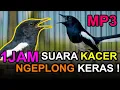 Full 1 Jam! Suara Kacer Ngeplong Keras MP3 | Cocok Untuk Pancingan Kacer Macet Bunyi!