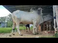 Big Bull Cambodia