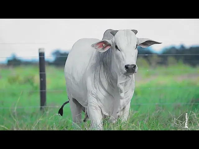 Garrote Nelore GLMP - 1592