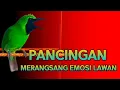 Lagu Pancingan Cucak Ijo Gacor Isian \u0026 Tembakan Rapat! Ijo Yang Muda \u0026 Dewasa Langsung Emosi Bisa Jamtrok